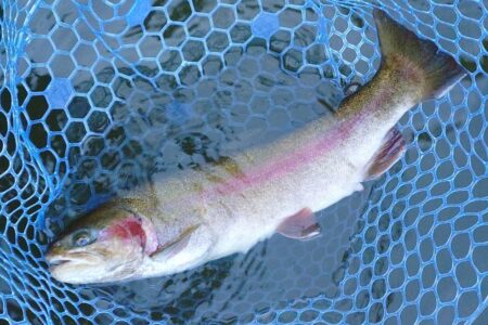 良型連発！ ～岡崎トラウトポンド～